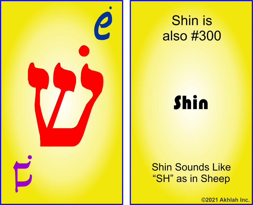 Shin Flashcard