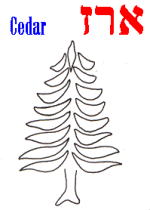 Cedar tree example
